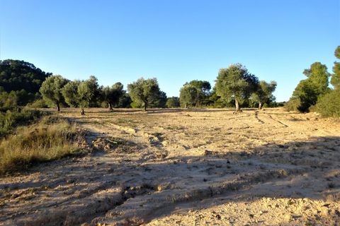 Finca i Maella, Zaragoza, Maella - € 49 000 | Ref: 1087 - foto 28