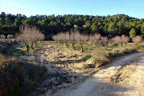 Finca i Maella, Zaragoza, Maella - € 49 000 | Ref: 1087 - foto 32