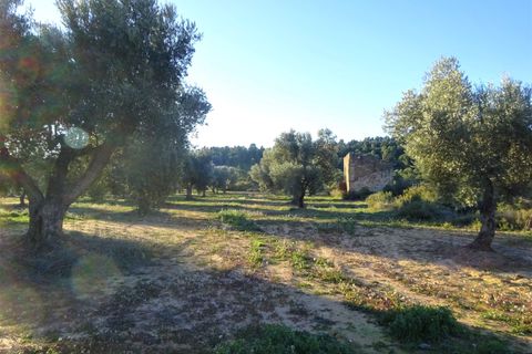 Finca i Maella, Zaragoza, Maella - € 49 000 | Ref: 1087 - foto 18