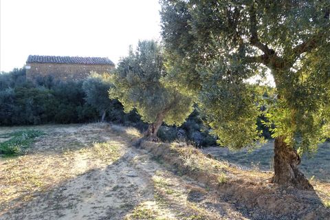 Finca i Maella, Zaragoza, Maella - € 49 000 | Ref: 1087 - foto 29