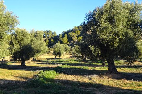 Finca i Maella, Zaragoza, Maella - € 49 000 | Ref: 1087 - foto 20