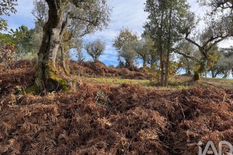 Byhus i Serta, Castelo Branco, Serta - € 57.000 | Ref: 787038 - foto 35