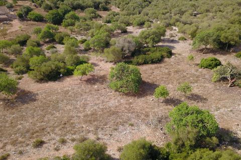 Terra a Manacor, Mallorca, Manacor - € 395.000 | Ref: V655 - foto 6