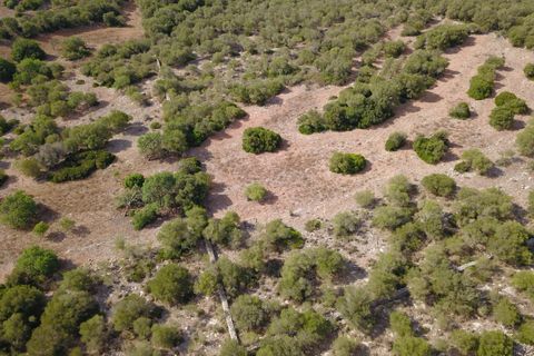 Terra a Manacor, Mallorca, Manacor - € 395.000 | Ref: V655 - foto 7