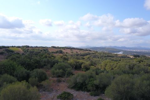 Terra a Manacor, Mallorca, Manacor - € 395.000 | Ref: V655 - foto 9