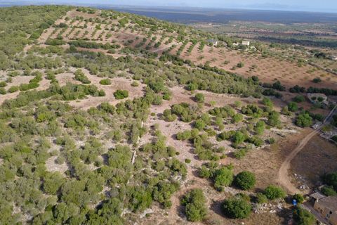Terra a Manacor, Mallorca, Manacor - € 395.000 | Ref: V655 - foto 11
