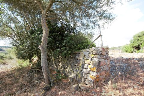 Terra a Manacor, Mallorca, Manacor - € 395.000 | Ref: V655 - foto 12