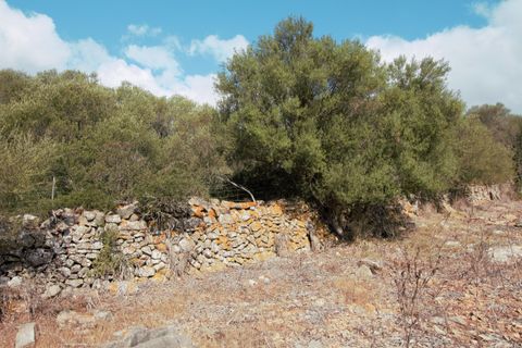 Terra a Manacor, Mallorca, Manacor - € 395.000 | Ref: V655 - foto 13