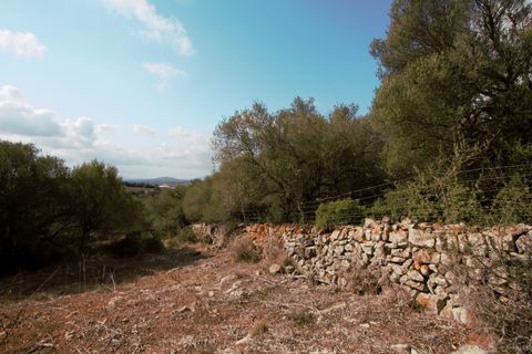 Terra a Manacor, Mallorca, Manacor - € 395.000 | Ref: V655 - foto 14