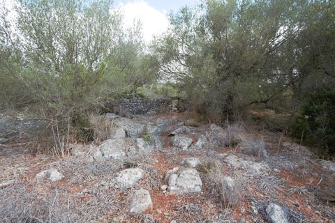 Terra a Manacor, Mallorca, Manacor - € 395.000 | Ref: V655 - foto 16