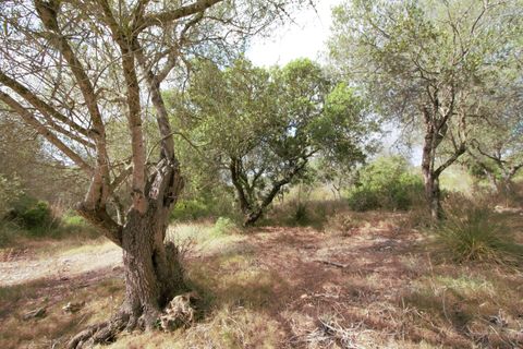 Terra a Manacor, Mallorca, Manacor - € 395.000 | Ref: V655 - foto 17