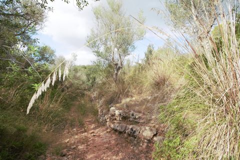 Terra a Manacor, Mallorca, Manacor - € 395.000 | Ref: V655 - foto 18