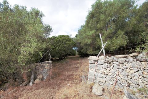Terra a Manacor, Mallorca, Manacor - € 395.000 | Ref: V655 - foto 19