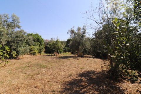 Landejendom i Serra, Santarem, Serra - € 100.000 | Ref: Mu313 - foto 5