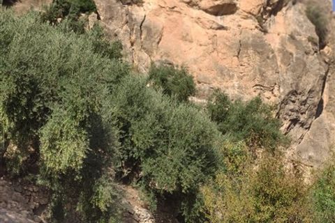 Tomt i Izbor, Granada, Izbor - € 31 000 | Ref: 274 - foto 12