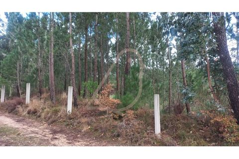 Terra a Matas e Cercal, Santarem, Matas e Cercal - € 45.000 | Ref: CV11012-12 - foto 2