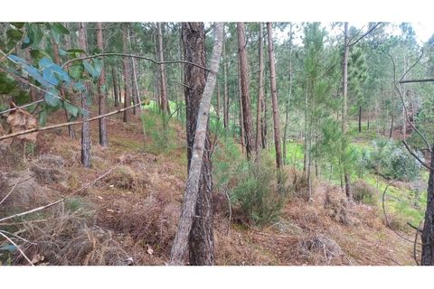 Terra a Matas e Cercal, Santarem, Matas e Cercal - € 45.000 | Ref: CV11012-12 - foto 3