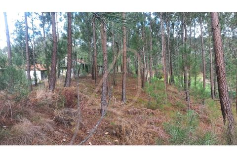 Terra a Matas e Cercal, Santarem, Matas e Cercal - € 45.000 | Ref: CV11012-12 - foto 4