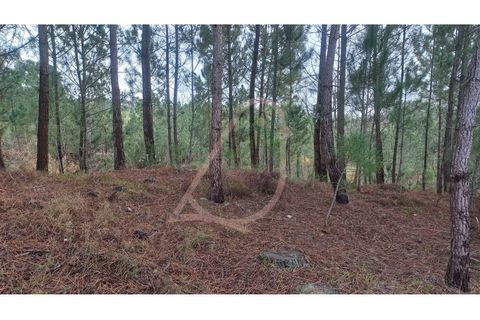 Terra a Matas e Cercal, Santarem, Matas e Cercal - € 45.000 | Ref: CV11012-12 - foto 5