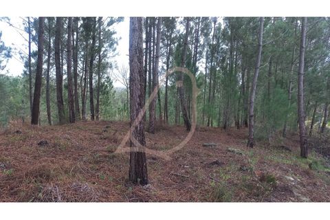 Terra a Matas e Cercal, Santarem, Matas e Cercal - € 45.000 | Ref: CV11012-12 - foto 6