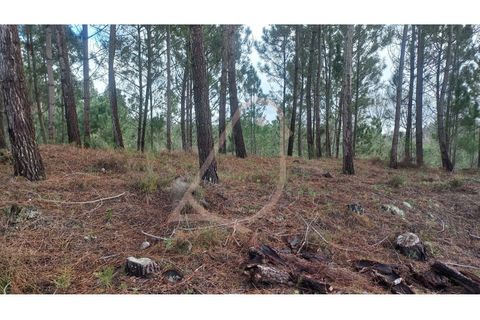 Terra a Matas e Cercal, Santarem, Matas e Cercal - € 45.000 | Ref: CV11012-12 - foto 7