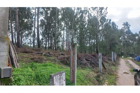 Terra a Matas e Cercal, Santarem, Matas e Cercal - € 45.000 | Ref: CV11012-12 - foto 8