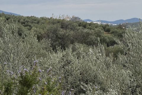Landejendom i Olvera, Cadiz, Olvera - € 475.000 | Ref: z626 - foto 7