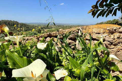 Finca i Manacor, Mallorca, Manacor - € 2.000.000 | Ref: BI-09F-01S - foto 14