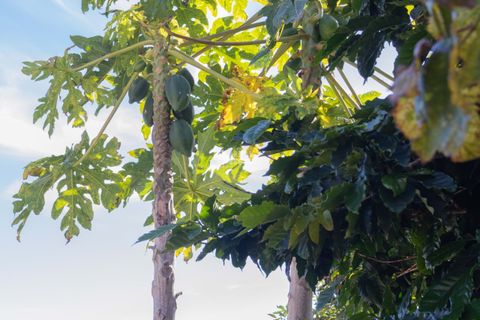 Villa i Ponta do Sol, Madeira, Ponta do Sol - € 1.300.000 | Ref: 071961 - foto 15