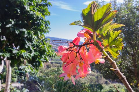 Villa i Ponta do Sol, Madeira, Ponta do Sol - € 1.300.000 | Ref: 071961 - foto 18