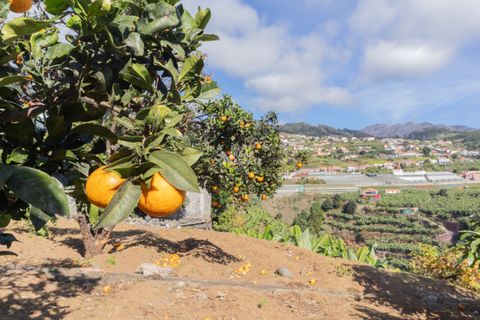 Villa i Ponta do Sol, Madeira, Ponta do Sol - € 1.300.000 | Ref: 071961 - foto 28