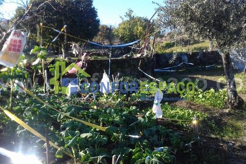 Landejendom i Castelo Branco, Castelo Branco, Castelo Branco - € 190.000 | Ref: 21012 - foto 3