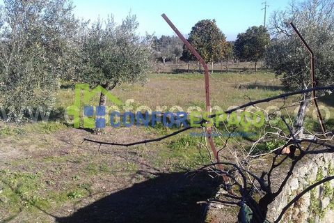 Landejendom i Castelo Branco, Castelo Branco, Castelo Branco - € 190.000 | Ref: 21012 - foto 5