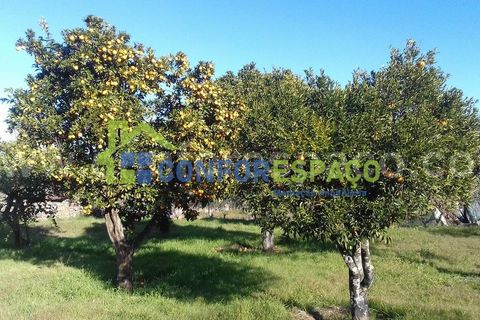 Landejendom i Castelo Branco, Castelo Branco, Castelo Branco - € 190.000 | Ref: 21012 - foto 10