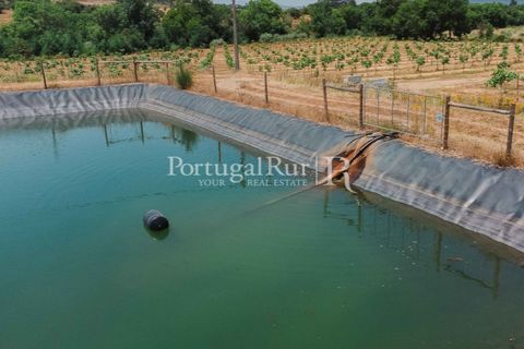 Farm i Penamacor, Castelo Branco, Penamacor - € 650.000 | Ref: MT289 - foto 4