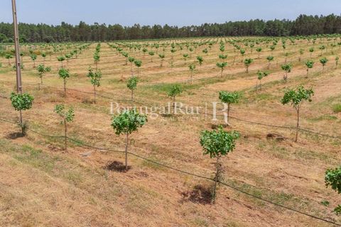 Farm i Penamacor, Castelo Branco, Penamacor - € 650.000 | Ref: MT289 - foto 7
