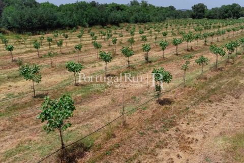 Farm i Penamacor, Castelo Branco, Penamacor - € 650.000 | Ref: MT289 - foto 8