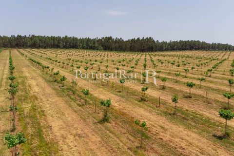 Farm i Penamacor, Castelo Branco, Penamacor - € 650.000 | Ref: MT289 - foto 9