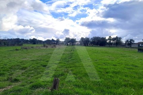 Terra a Barro, Aveiro, Barro - € 56.000 | Ref: 1012413/26 GL - foto 16