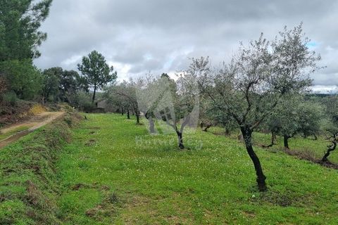 Helårsgrund i Fundao, Castelo Branco, Fundao - € 49.500 | Ref: H764 - foto 4