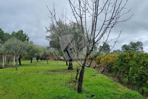 Helårsgrund i Fundao, Castelo Branco, Fundao - € 49.500 | Ref: H764 - foto 10