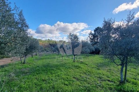 Helårsgrund i Castelo Branco, Castelo Branco, Castelo Branco - € 16.000 | Ref: H765 - foto 3