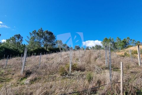 Helårsgrund i Castelo Branco, Castelo Branco, Castelo Branco - € 16.000 | Ref: H765 - foto 6