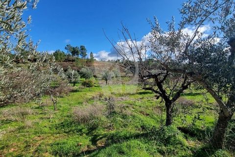Helårsgrund i Castelo Branco, Castelo Branco, Castelo Branco - € 16.000 | Ref: H765 - foto 7