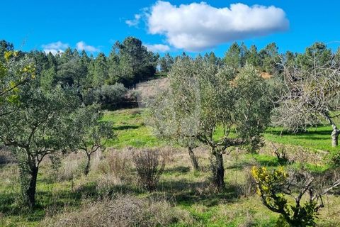 Helårsgrund i Castelo Branco, Castelo Branco, Castelo Branco - € 16.000 | Ref: H765 - foto 15