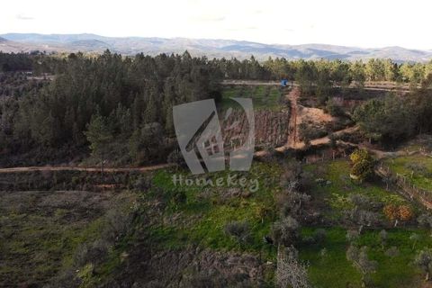 Helårsgrund i Castelo Branco, Castelo Branco, Castelo Branco - € 16.000 | Ref: H765 - foto 22