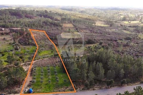 Helårsgrund i Castelo Branco, Castelo Branco, Castelo Branco - € 16.000 | Ref: H765 - foto 24