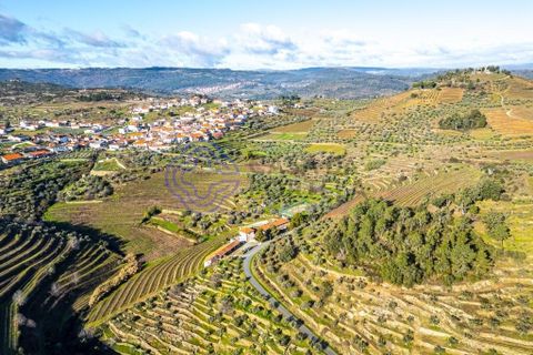 Farm i Alijo, Vila Real, Alijo - € 1.867.000 | Ref: 1119541 - foto 1