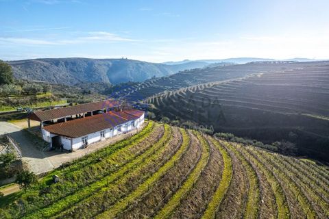 Farm i Alijo, Vila Real, Alijo - € 1.867.000 | Ref: 1119541 - foto 7