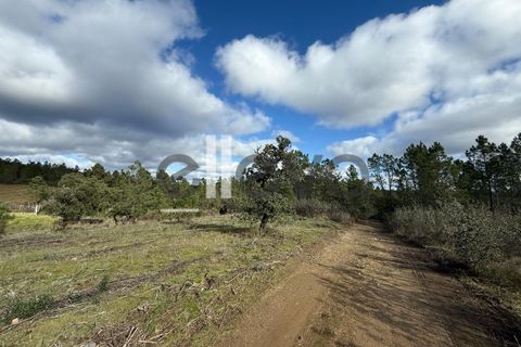 Helårsgrund i Castelo Branco, Castelo Branco, Castelo Branco - € 33.000 | Ref: 4007 - foto 18